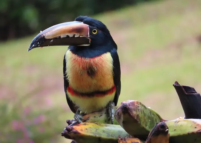 La Ceiba Tree Lodge