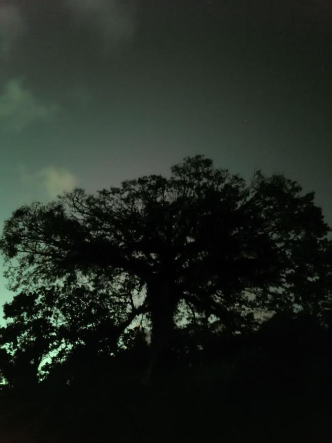 La Ceiba Tree Tilarán