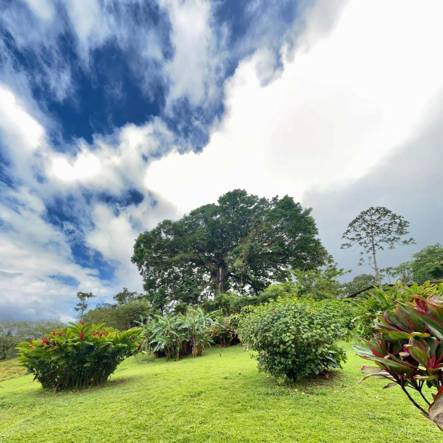 La Ceiba Tree