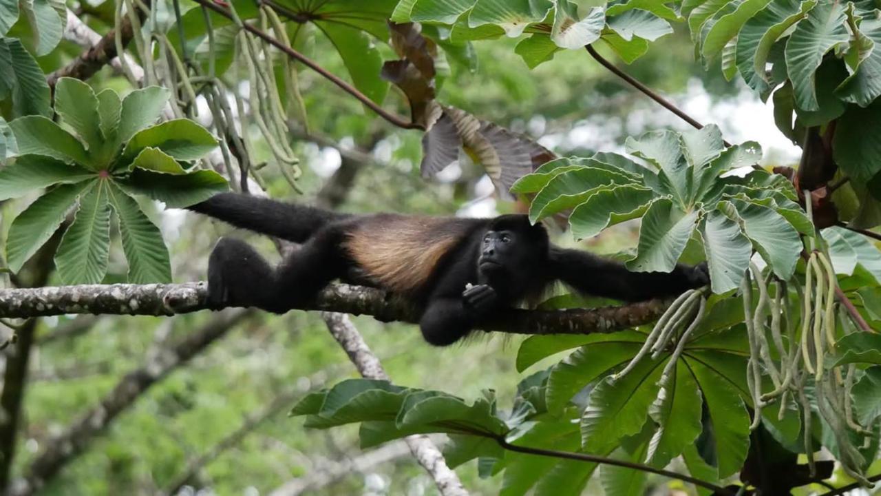 La Ceiba Tree *