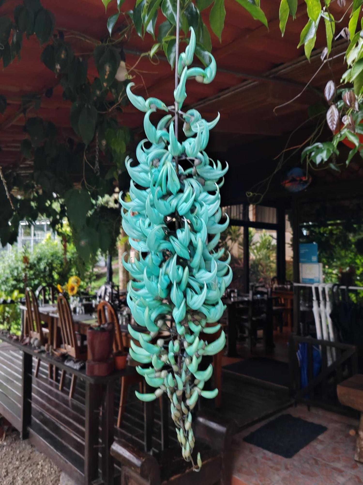 La Ceiba Tree *