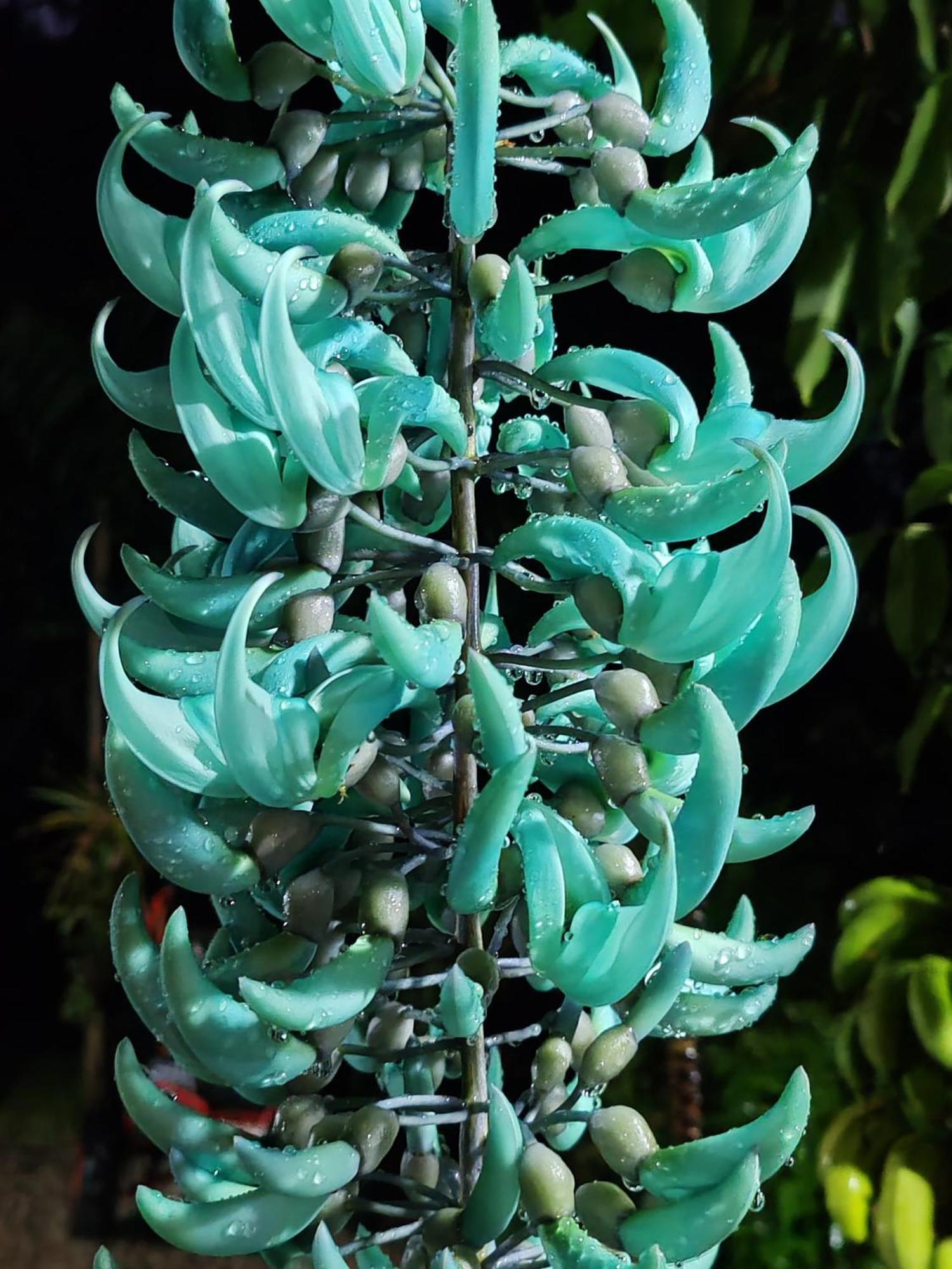 La Ceiba Tree * Tilarán