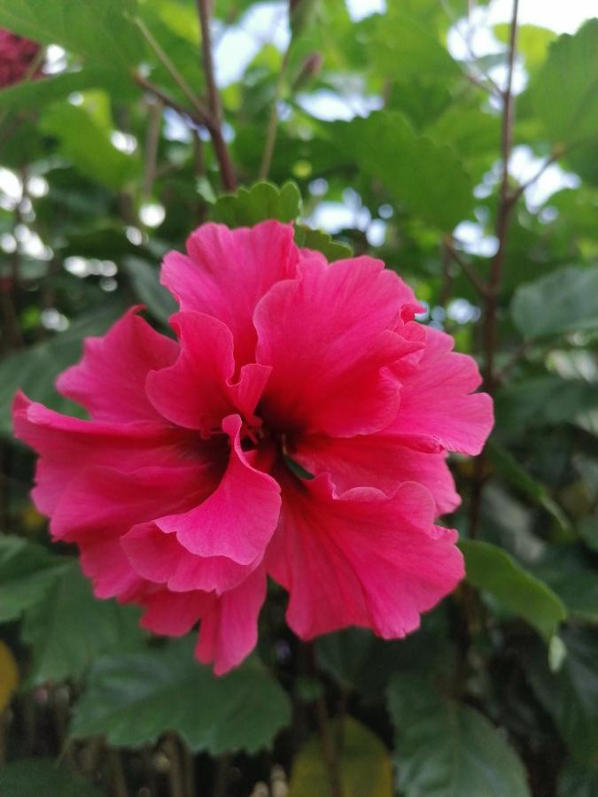 La Ceiba Tree Bed and breakfast *