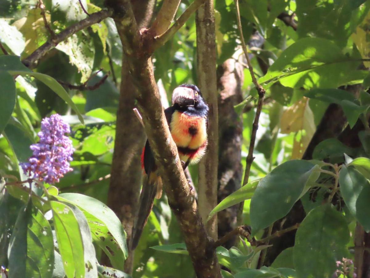 La Ceiba Tree Bed and breakfast *