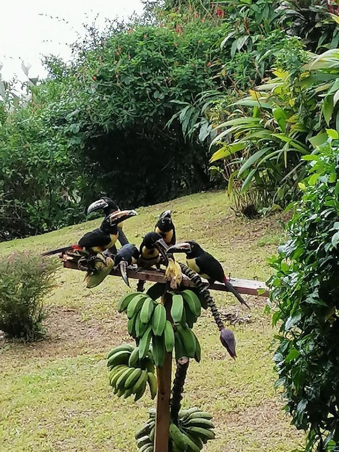La Ceiba Tree Bed and breakfast