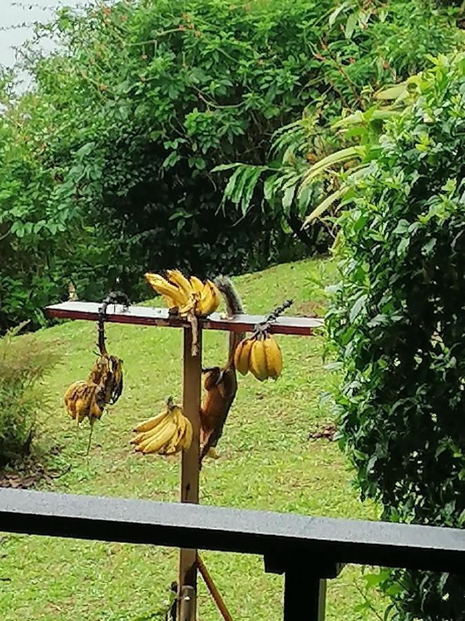 La Ceiba Tree Bed and breakfast