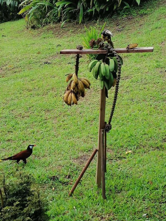 La Ceiba Tree *
