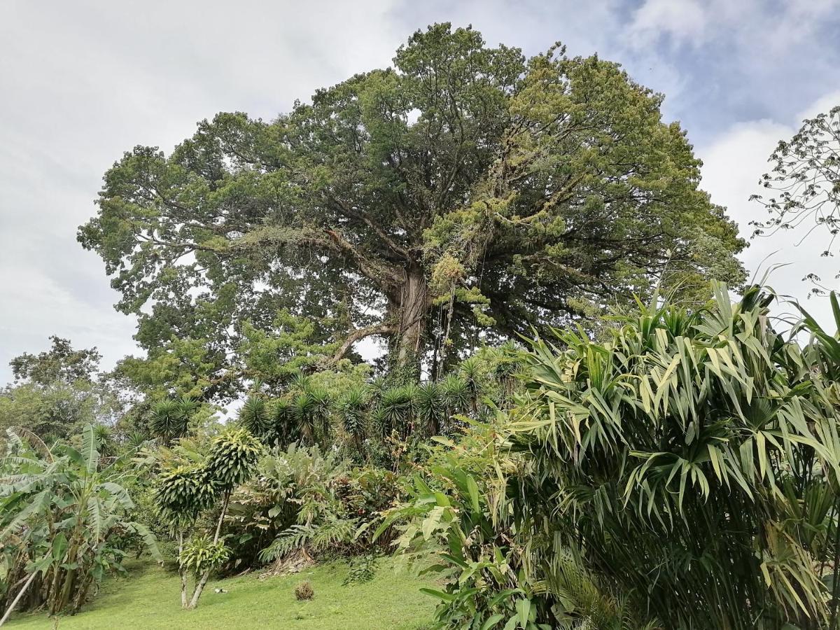 La Ceiba Tree