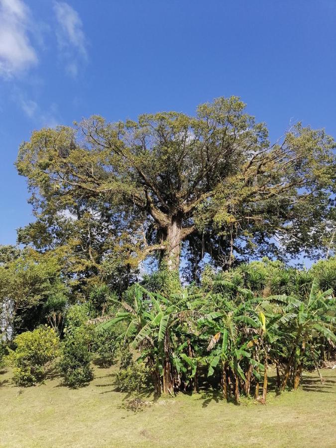 La Ceiba Tree Tilarán