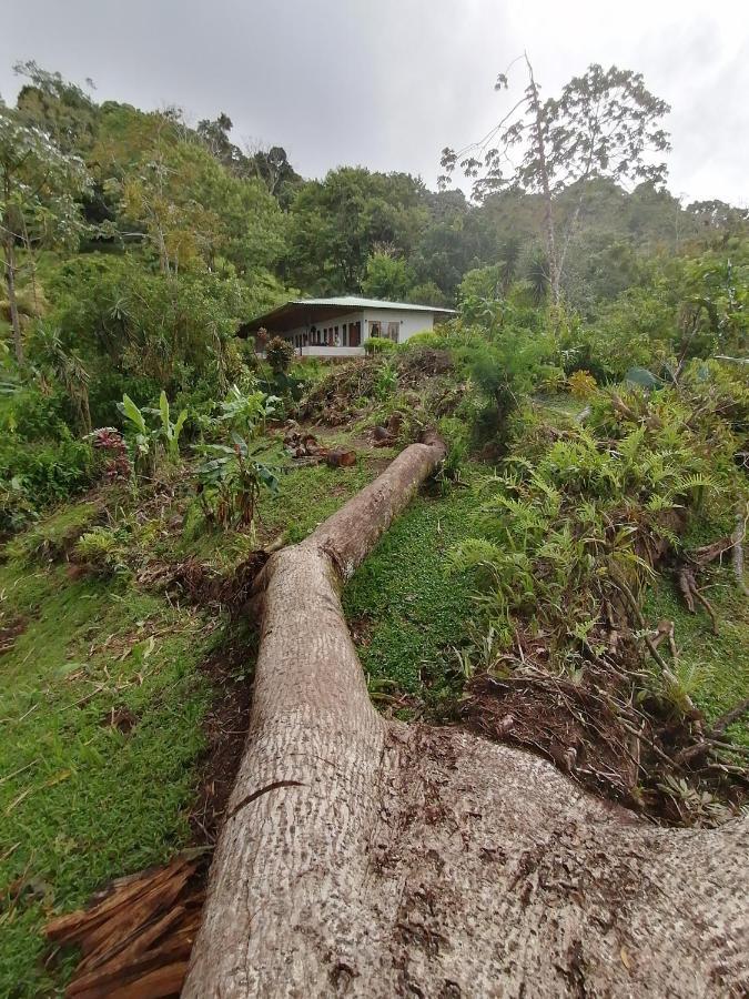 La Ceiba Tree *