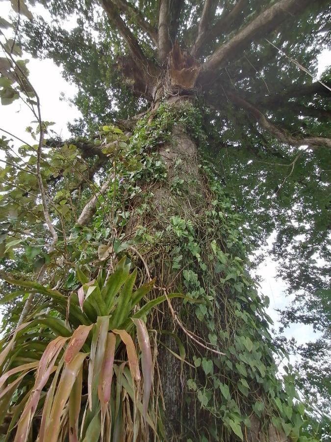 La Ceiba Tree Bed and breakfast